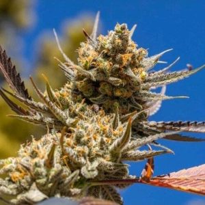 Ethos – Lemon Berry Candy OG R2 (Feminized) - Image 2