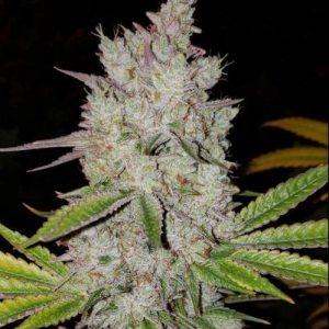 Ethos – Lilac Diesel Auto Rbx2 (Feminized) (Autoflower) - Image 2