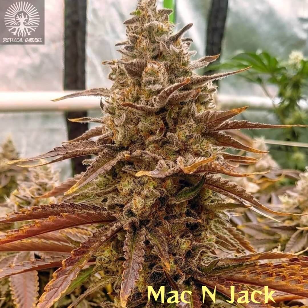 Ethos – Mac n’ Jack R1 (Feminized) - Image 2