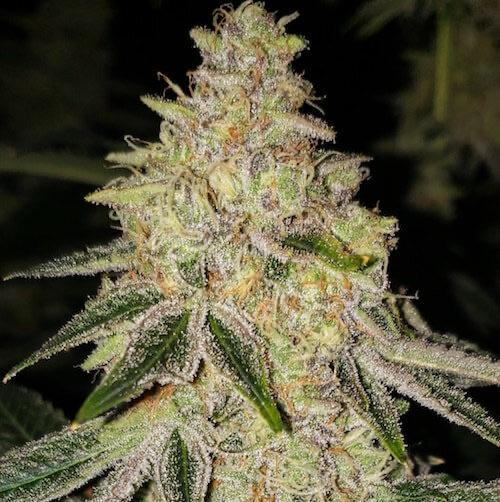 Ethos – Mac n’ Jack R1 (Feminized) - Image 3