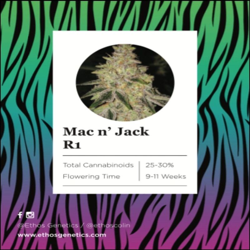 Ethos – Mac n’ Jack R1 (Feminized) - Image 4