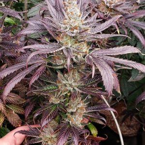 Da Skreets – Runtz S1 (Feminized) - Image 2