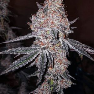 Ethos – Strawberry OG Cookies R1 (Feminized) - Image 2
