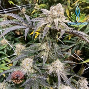 Exotic Genetix – Apes In Space (Regular M/F) - Image 2