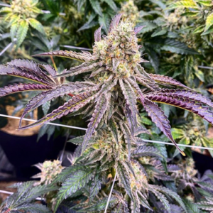 Exotic Genetix – Big League Sherb (Regular M/F) - Image 2