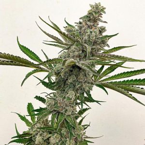 Exotic Genetix – Goudaberry (Regular M/F) - Image 2