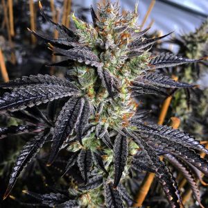 Exotic Genetix – Guicy Banger (Regular M/F) - Image 2