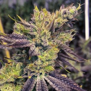 Exotic Genetix – Guicy G (Regular M/F) - Image 2