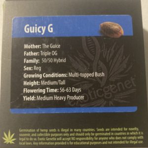 Exotic Genetix – Guicy G (Regular M/F)