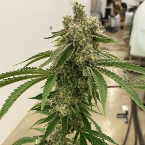 Exotic Genetix – Lemon Drip (Regular M/F) - Image 2