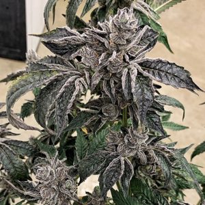 Exotic Genetix – Lip Smacker (Regular M/F) - Image 2