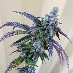 Exotic Genetix – Rainbow Chip F2 (Regular M/F) - Image 2