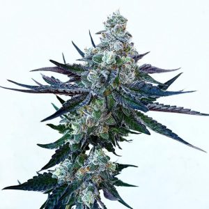 Exotic Genetix – Scotty 2 Hotty (Regular M/F) - Image 2