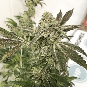 Exotic Genetix – Slippery Susan (Feminized) - Image 2