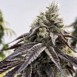 Exotic Genetix – Tarts (Feminized) - Image 2