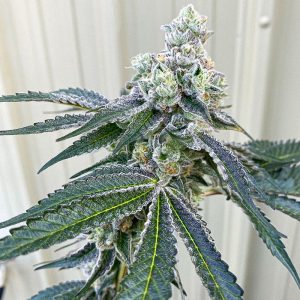 Exotic Genetix – The Woah (Regular M/F) - Image 2