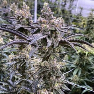 Exotic Genetix – Truffle Monkey (Feminized) - Image 2