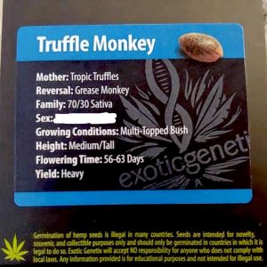 Exotic Genetix – Truffle Monkey (Regular M/F)