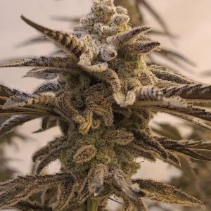 In House Genetics – Apple Jax (Feminized) - Image 2