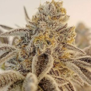 In House Genetics – Jelly Pancakes (Feminized) - Image 2