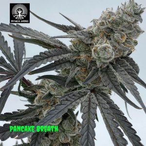 In House Genetics – Pancake Breath (Feminized) - Image 2