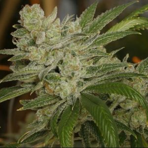 In House Genetics – Platinum Gorilla (Feminized) - Image 2