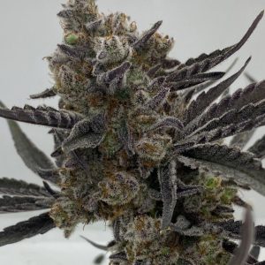 In House Genetics – Platinum Zooks (Feminized) - Image 2