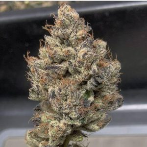 In House Genetics – Slurmint IX (Regular M/F) - Image 2