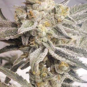 In House Genetics – Slurrup (Regular M/F) - Image 2