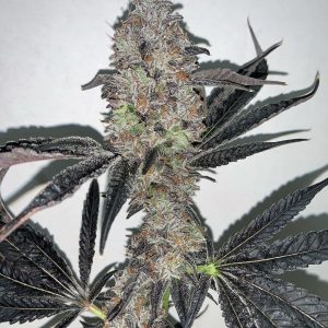In House Genetics – Velvet Breath (Feminized) - Image 2