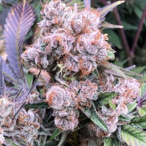 In House Genetics – Velvet Skies (Feminized) - Image 2