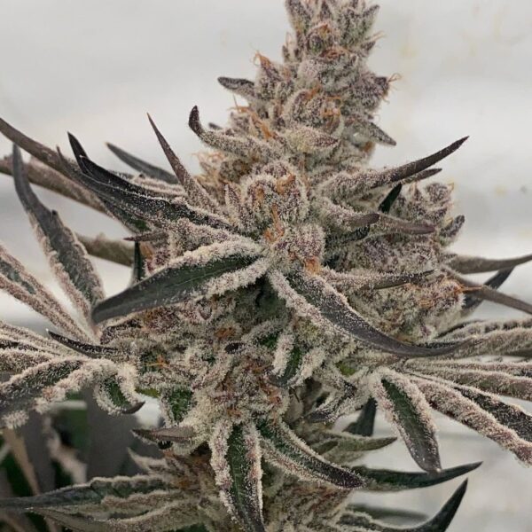In House Genetics - Deluxe Sugar Cane (Gold Pack)
