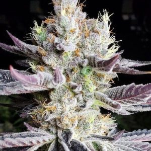 Ethos – Booberry Cookies Rbx (Feminized) - Image 2