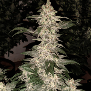Ethos – Grandpa’s Cookies R1 (Feminized) - Image 2