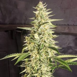 Ethos – Inzane Auto (Feminized) (Autoflower) - Image 2