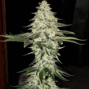 Ethos – Planet Of The Grapes Auto (Feminized) (Autoflower) - Image 2