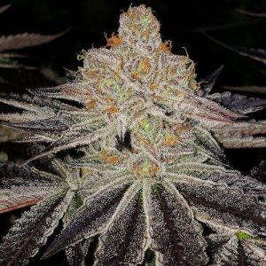 Ethos – Purple Zkittlez Rbx (Feminized) - Image 2