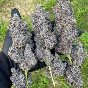 In House Genetics – Bananacane (Feminized) - Image 2