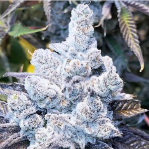 In House Genetics – Slurricane 🔸#7 S1🔸 (Feminized) - Image 2