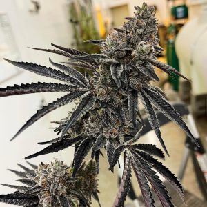 Exotic Genetix – Roxanne (Feminized) - Image 2