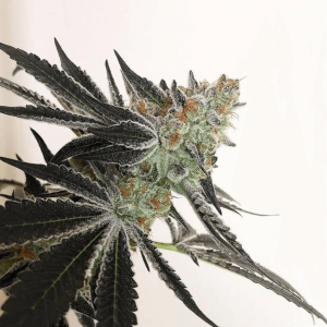 In House Genetics – Candy Cane (Feminized) - Image 2