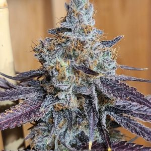 In House Genetics – Garlicane (Feminized) - Image 2