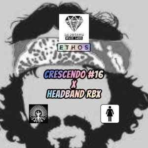 Da Skreets White Label – Crescendo #16 x Headband Rbx (Feminized)