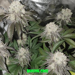 In House Genetics – Banana Cake (Feminized) - Image 2