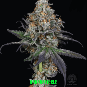 In House Genetics – Bananasickle (Feminized) - Image 2