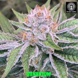 In House Genetics – Bananium (Feminized) - Image 2