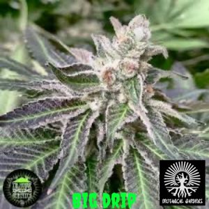 In House Genetics – Big Drip (Feminized) - Image 2