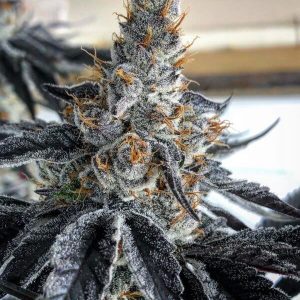 In House Genetics – Blunicorn (Feminized) - Image 2