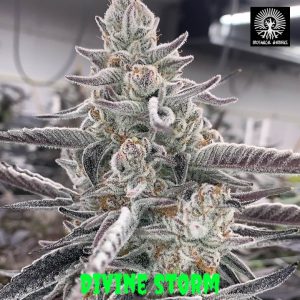 In House Genetics – Divine Storm (Feminized) - Image 2