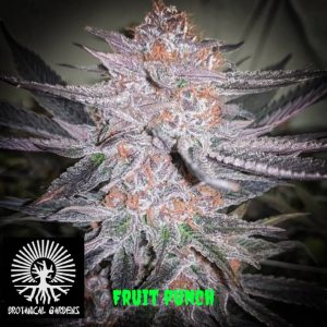 In House Genetics – Fruit Punch (Feminized) - Image 2